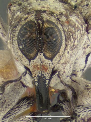 Media type: image;   Entomology 25210 Aspect: head frontal view